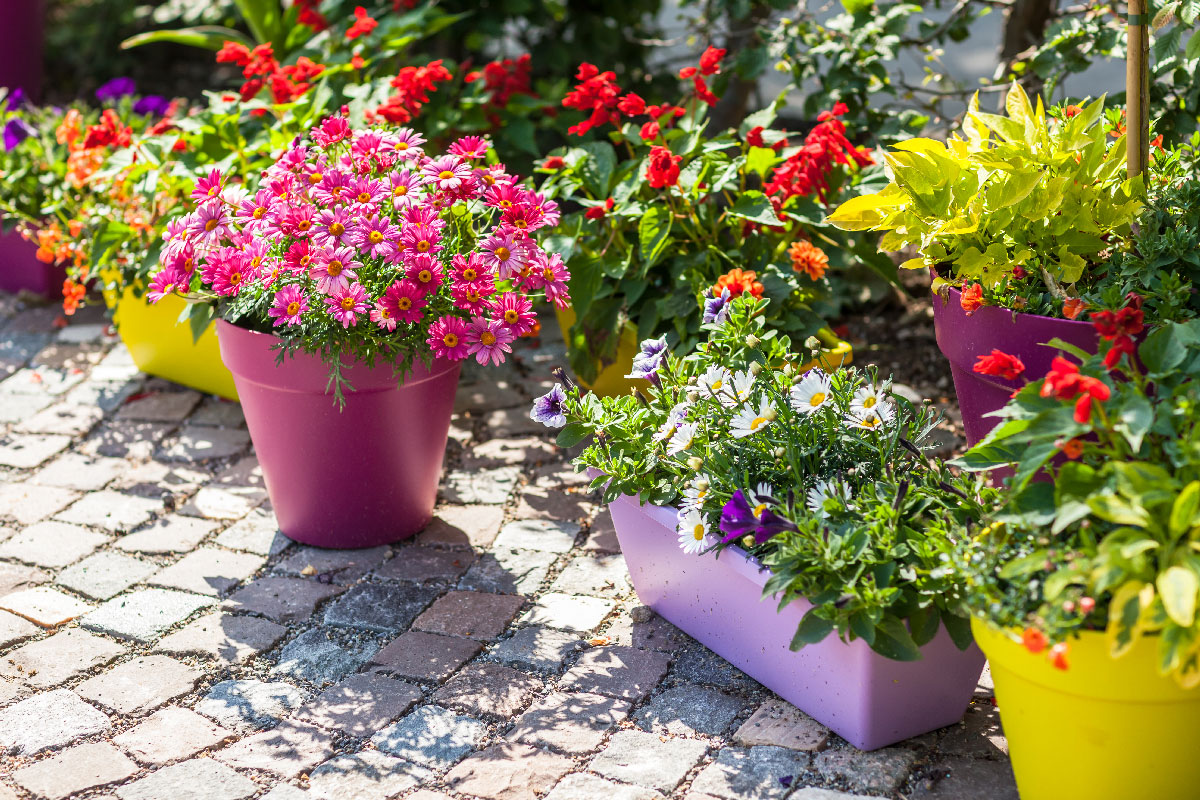 A Tiered Container Garden Southern Patio