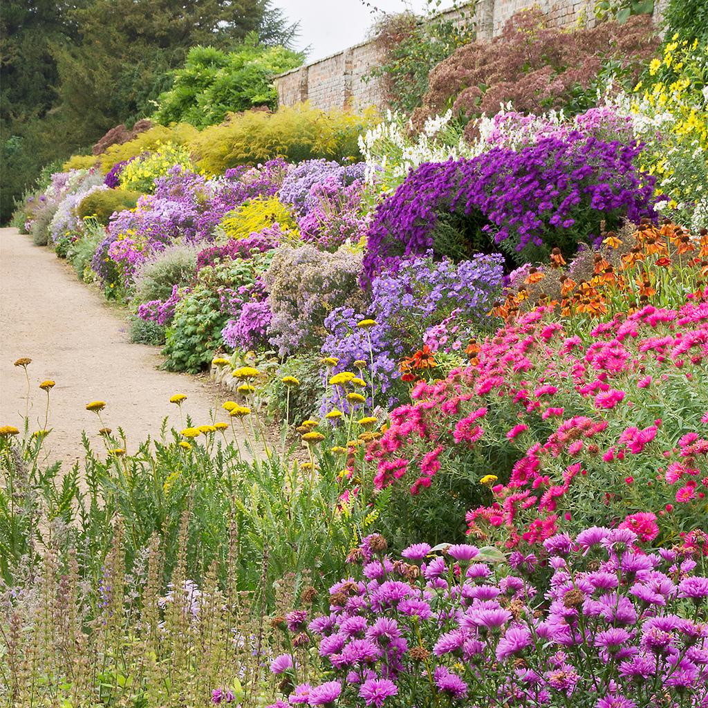 Great Perennial Border