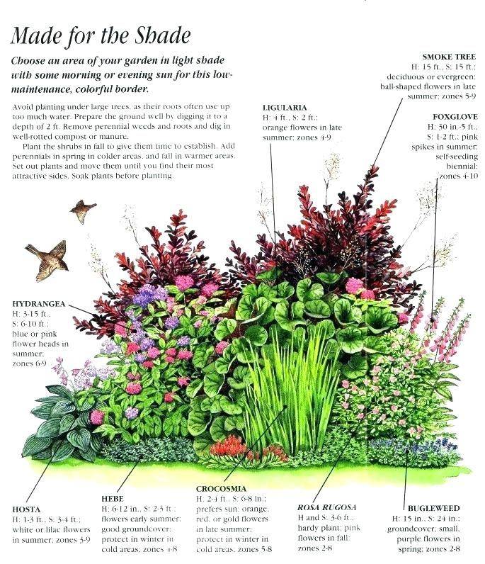 Elegant Perrenial Gardens Layout Full Sun Garden Ideas