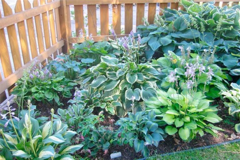 Perennial Garden Plans