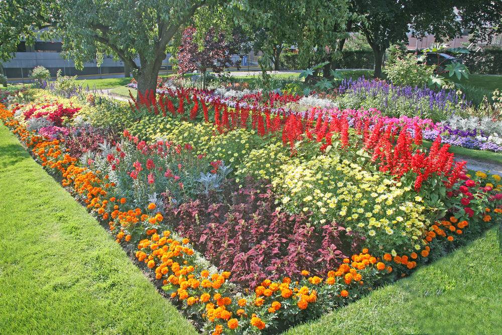 Anthony Tesselaar Plants