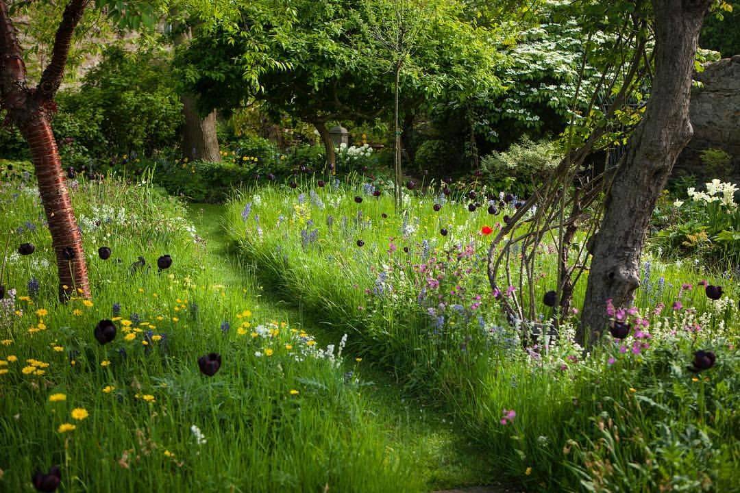 Garden Planning Wild Flower Meadow