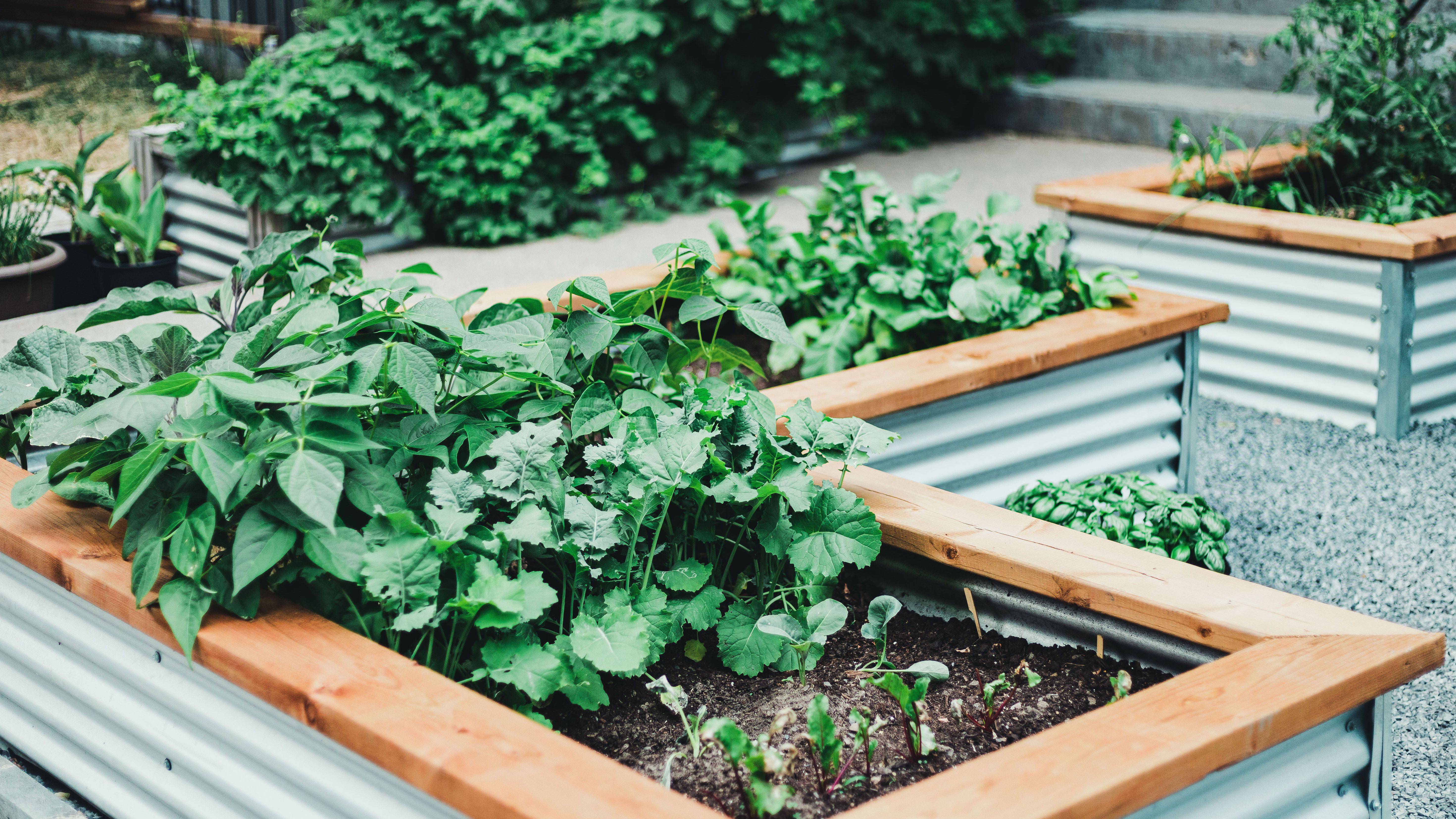 Ground Vegetable Garden Home