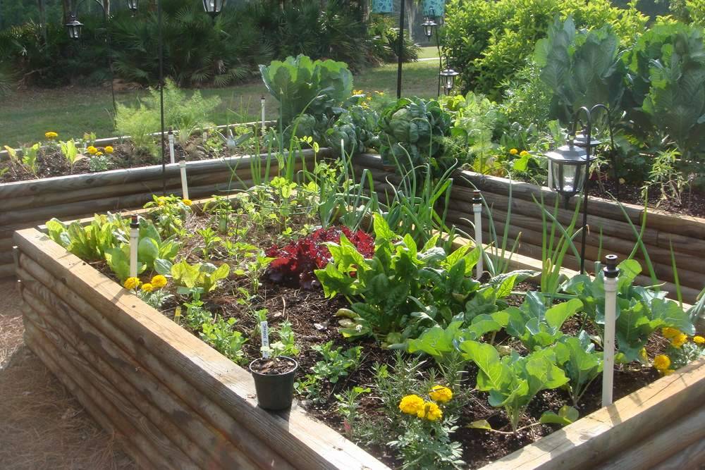 Easy Vegetable Home Gardening Ideas