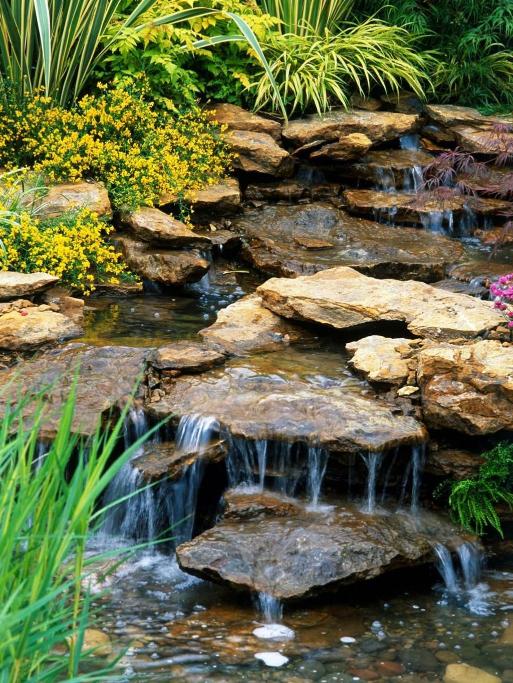 Ground Patio Pond Backyard Summer Small Fish