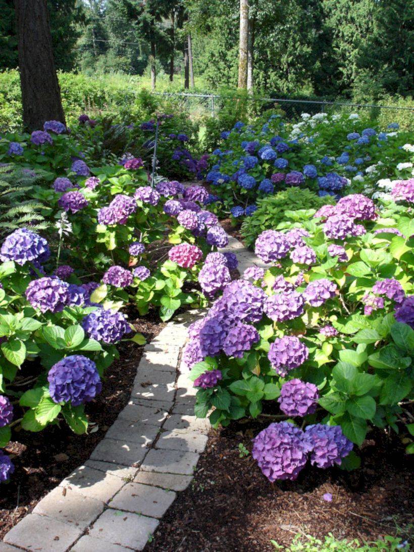Dreamy Hydrangea Gardens