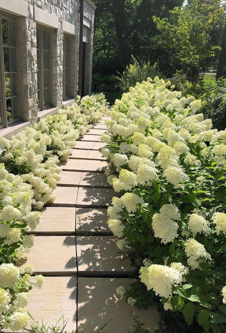 Hydrangea Garden Ideas