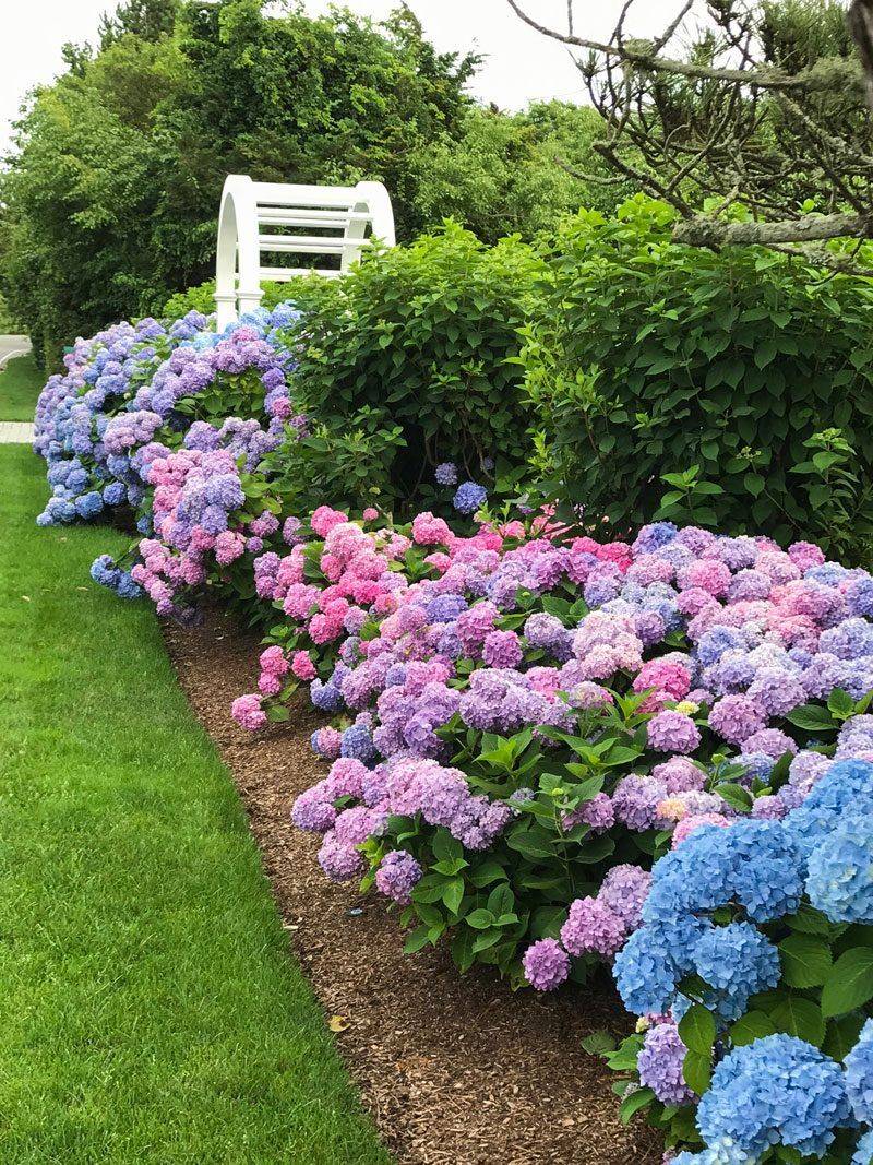 Hydrangea Garden Ideas Pictures Flower Garden Plans