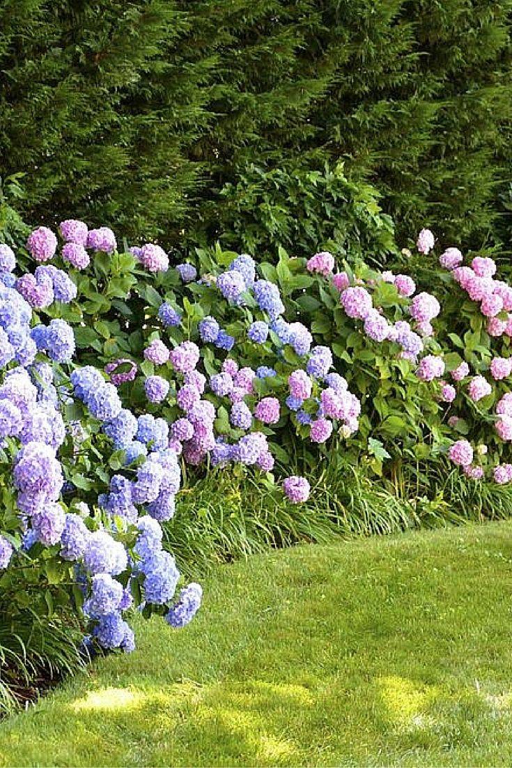 The Perfect Perennial Flower Bed