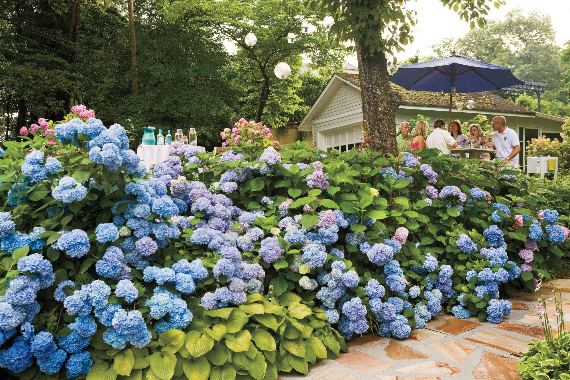 Landscaping With Hydrangeas Garden Design Ideas