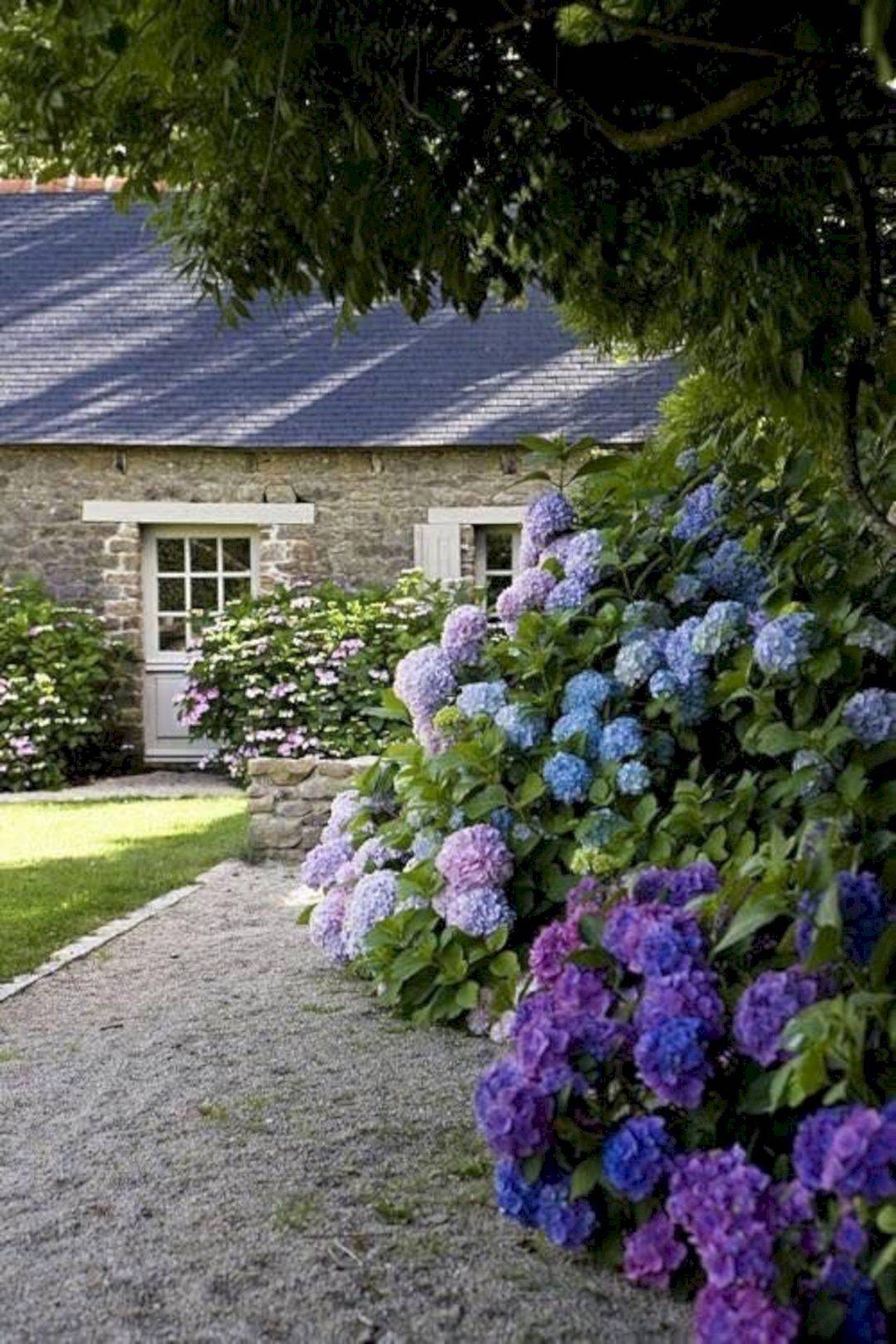 Hydrangea Side Yard