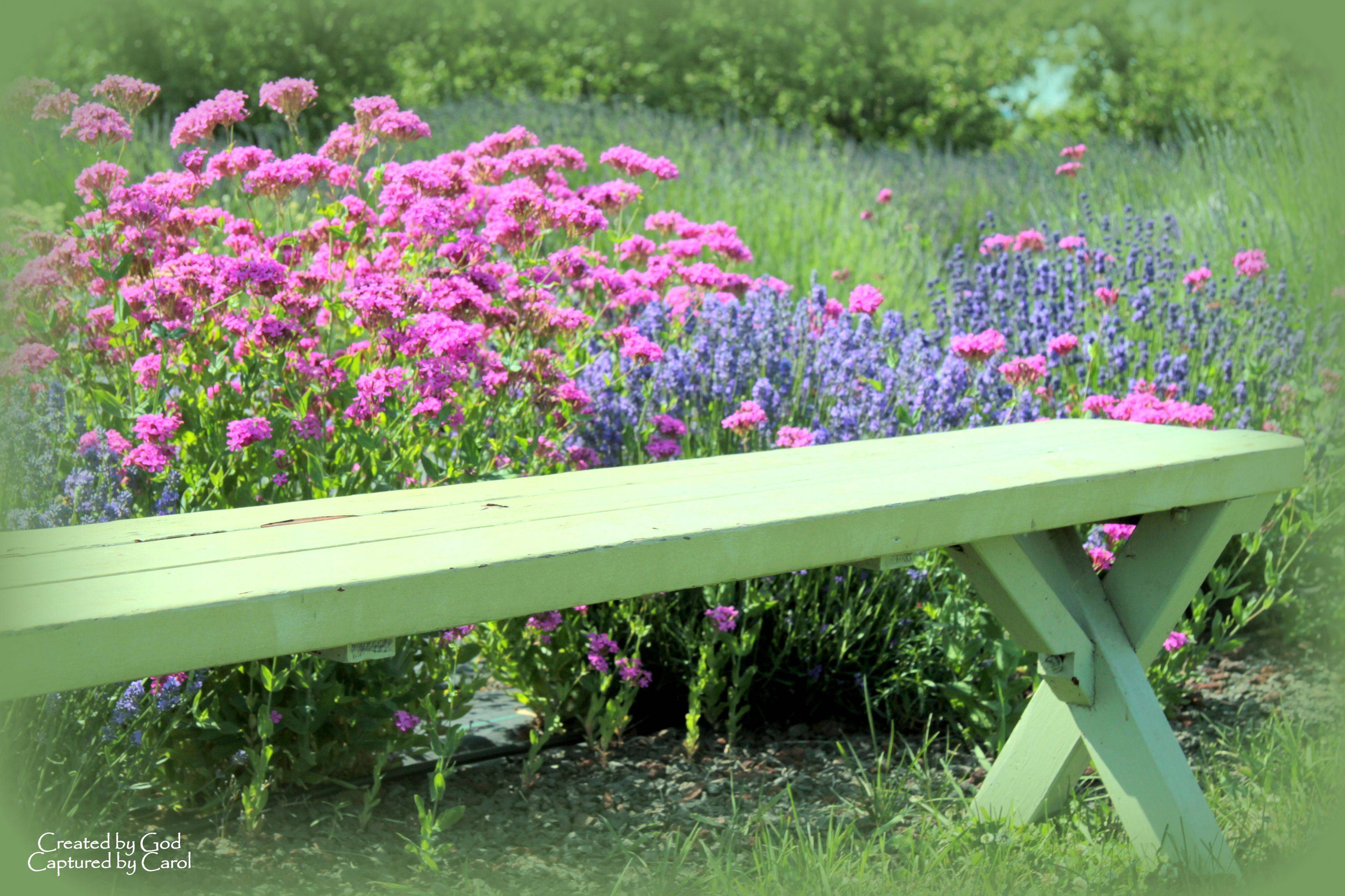 Flower Bench Dream Garden