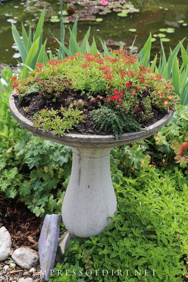 21 Bird Bath Garden Ideas with Flowers To Consider SharonSable