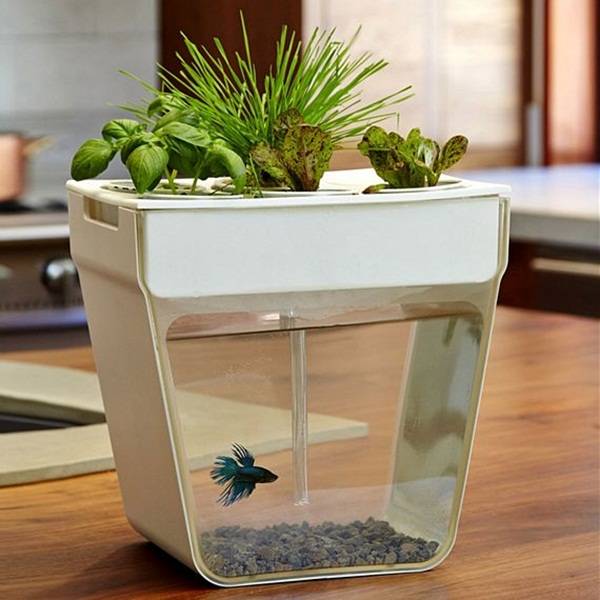 Surprising Indoor Water Garden Ideas