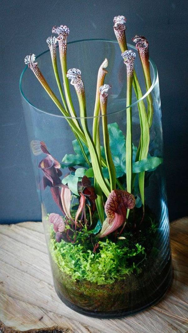 Surprising Indoor Water Garden Ideas