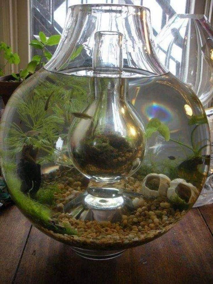 Surprising Indoor Water Garden Ideas