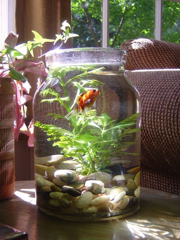 Surprising Indoor Water Garden Ideas