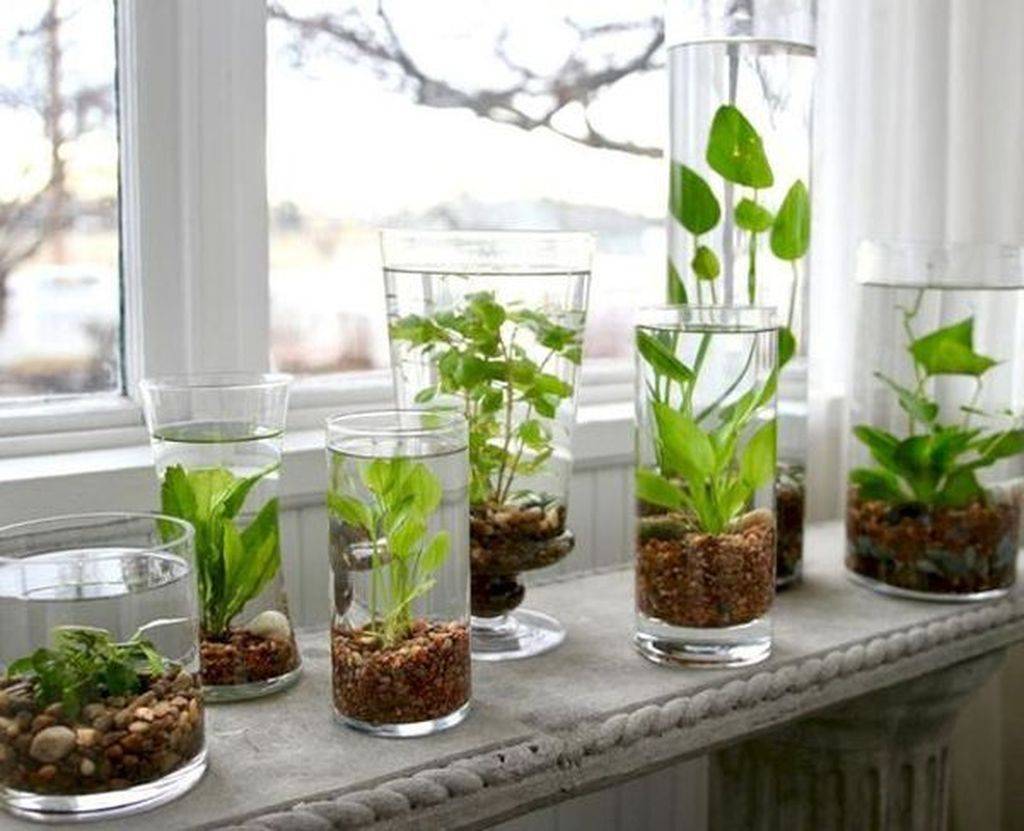 Indoor Water Garden Ideas
