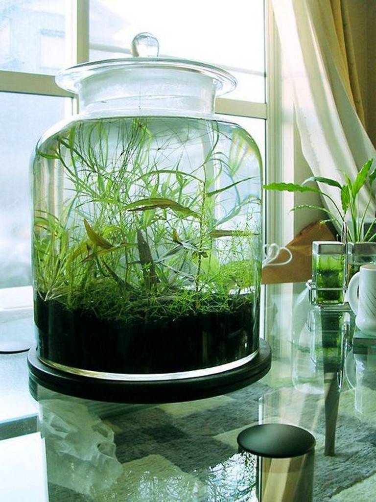 Indoor Water Garden Ideas
