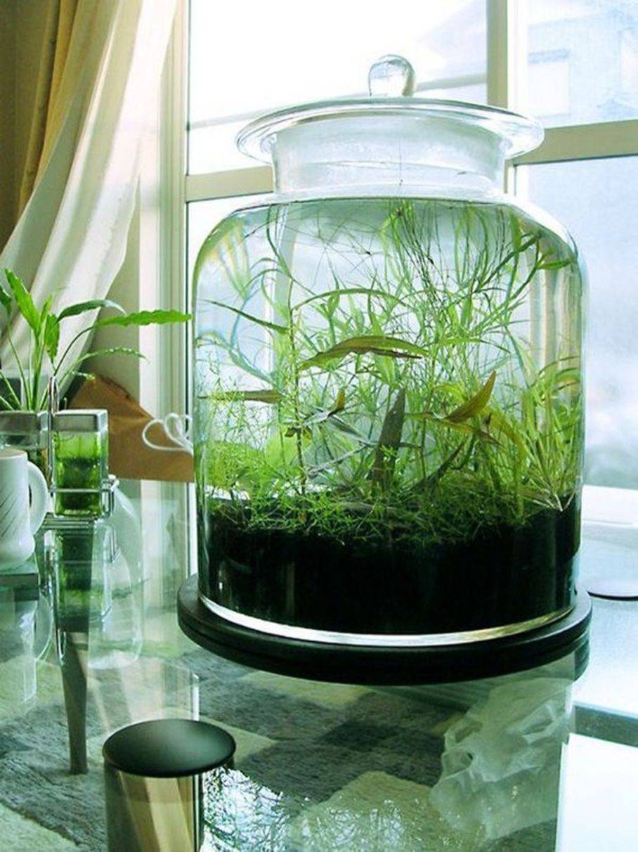 Indoor Water Garden Ideas