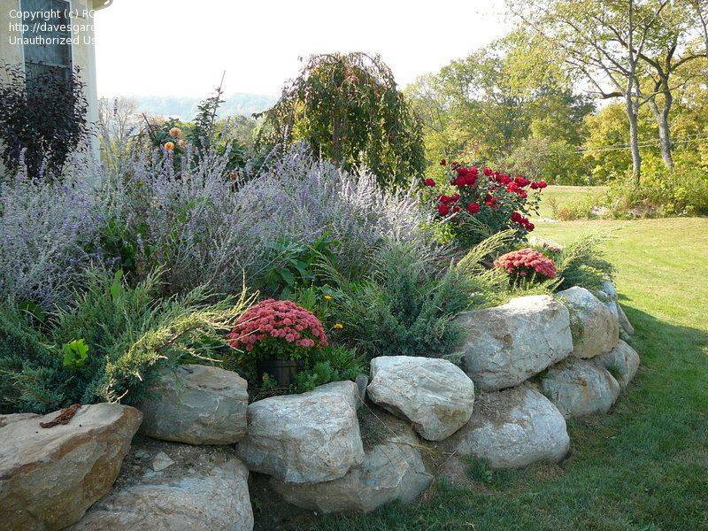 Full Sun Google Search Perennial Garden Design