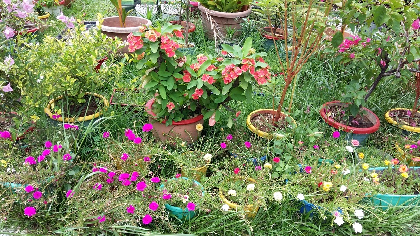 The Messy Garden