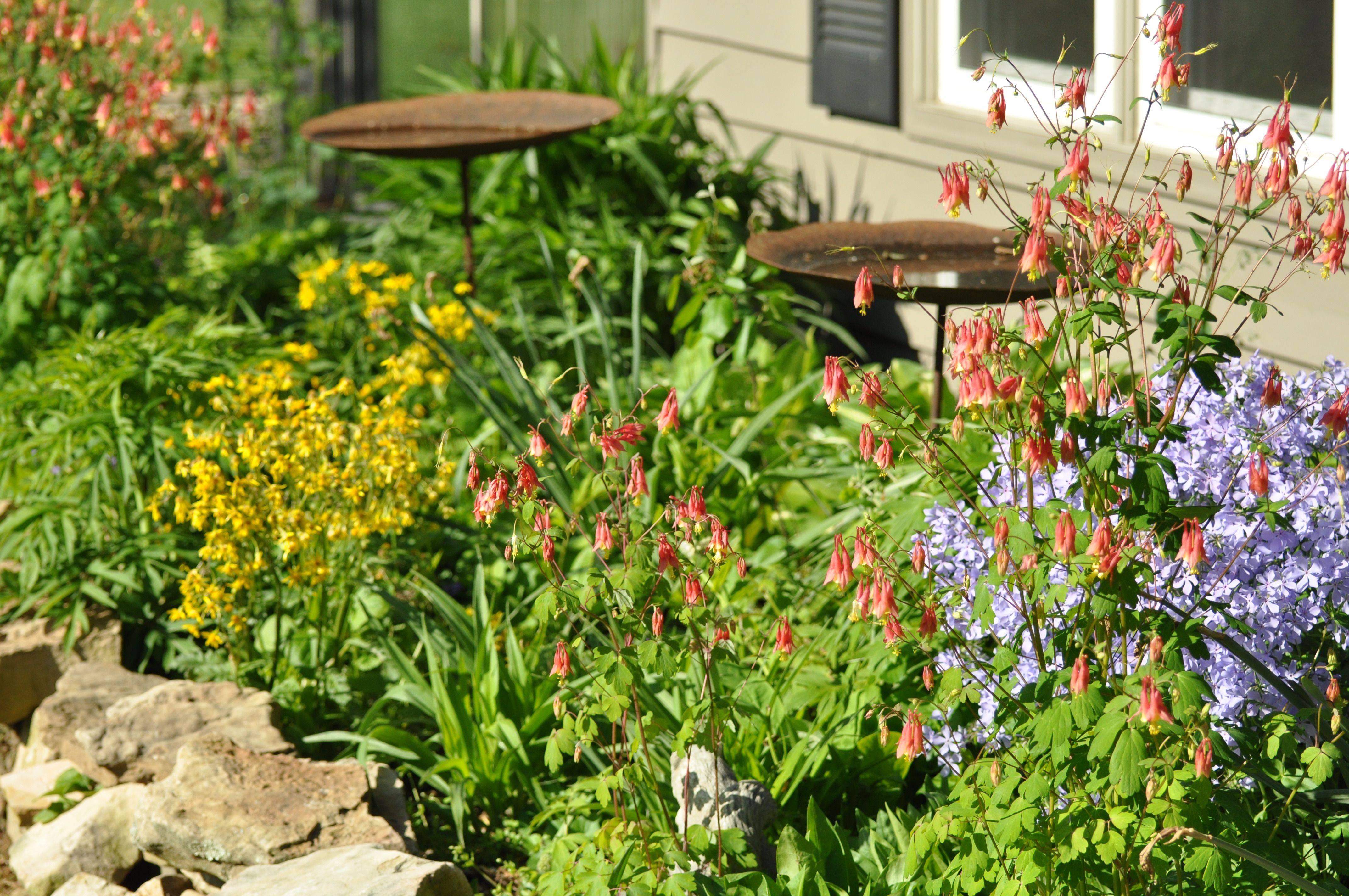 Low Maintenance Native Plants