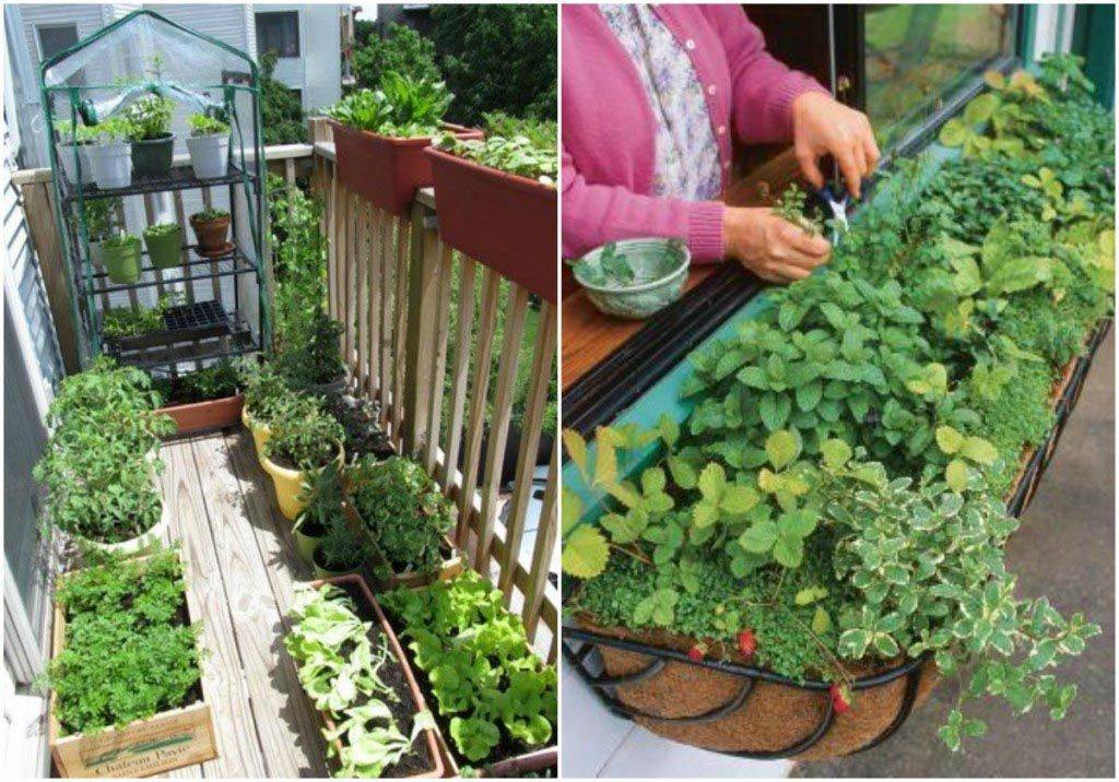 Apartment Balcony Vegetable Garden Home Design Ideas