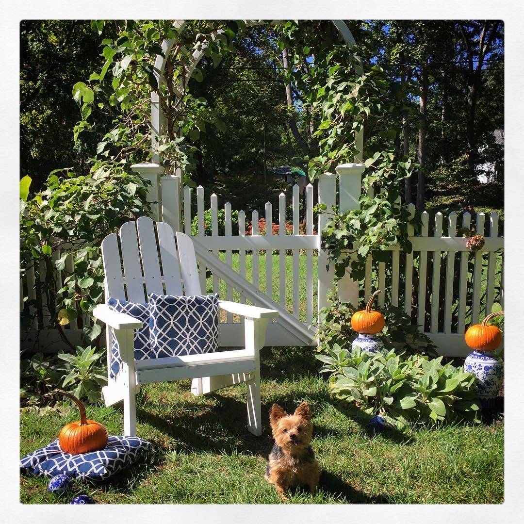 Garden Plant Coneflower