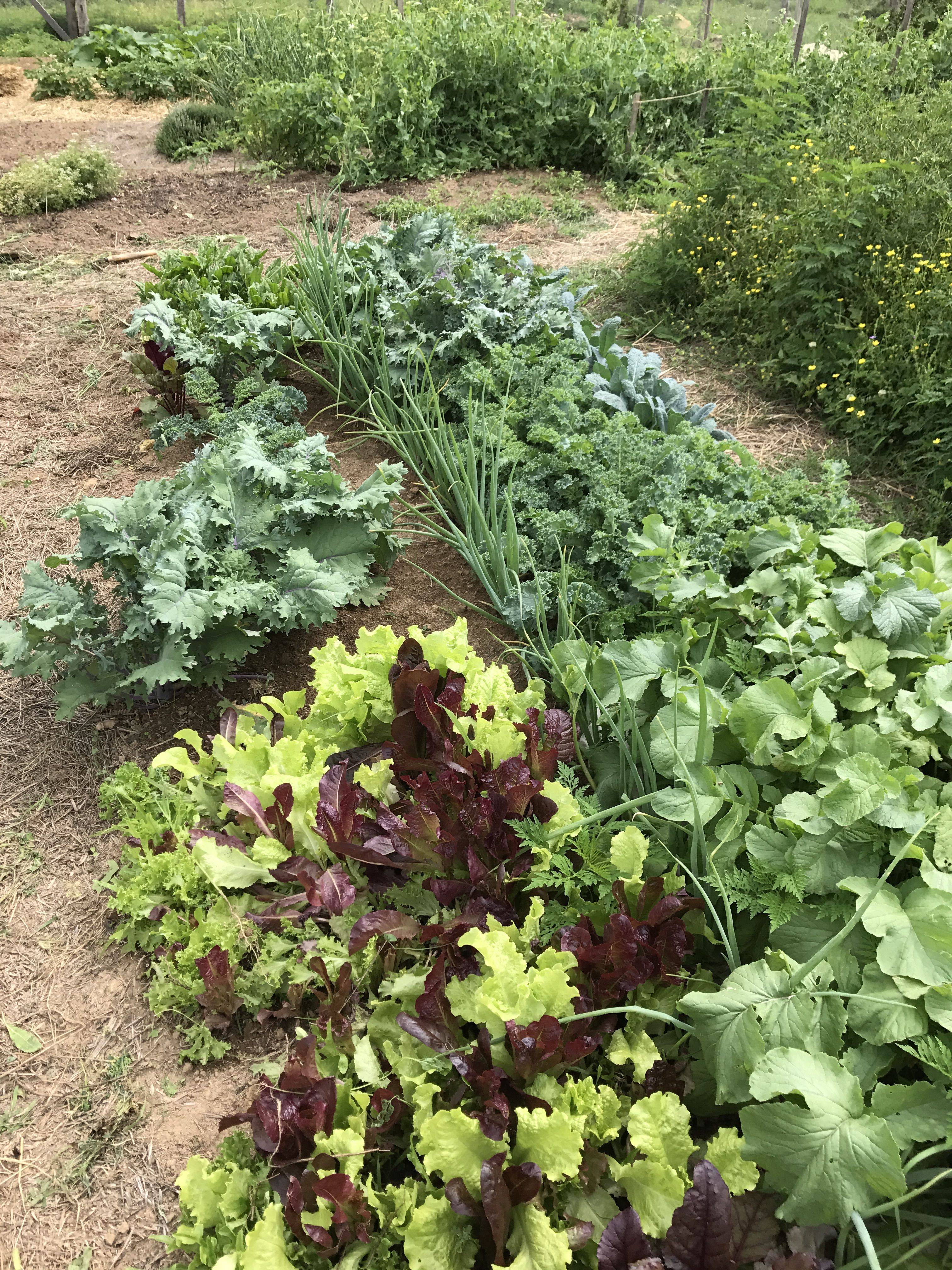 Organic Vegetable Garden Straw Bales Spring Vegetable