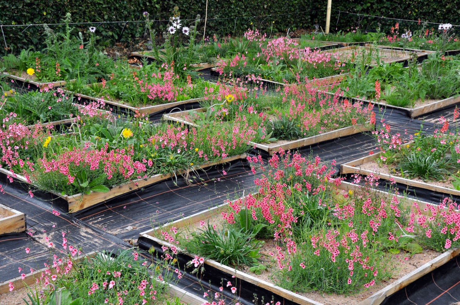 Meadow Garden Meadow Garden