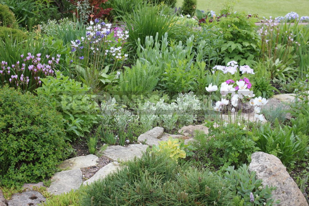 Missouri Meadow Style Garden Backyard Google Search Backyard