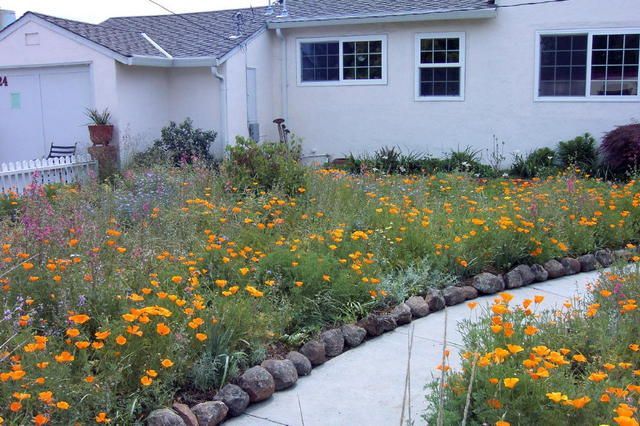 Garden Planning Wild Flower Meadow