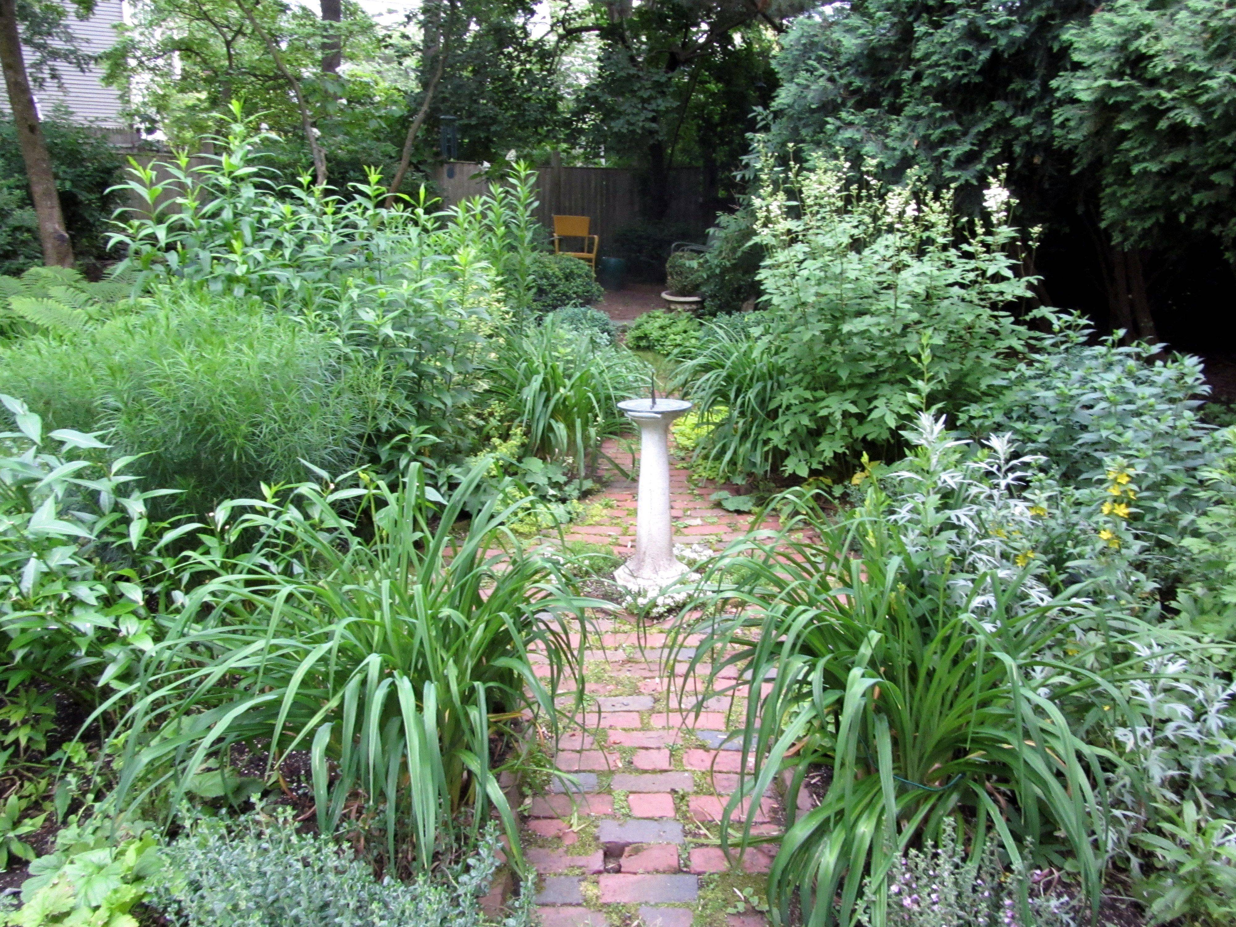 An Overgrown Garden