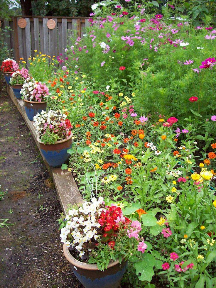 Shade Plants