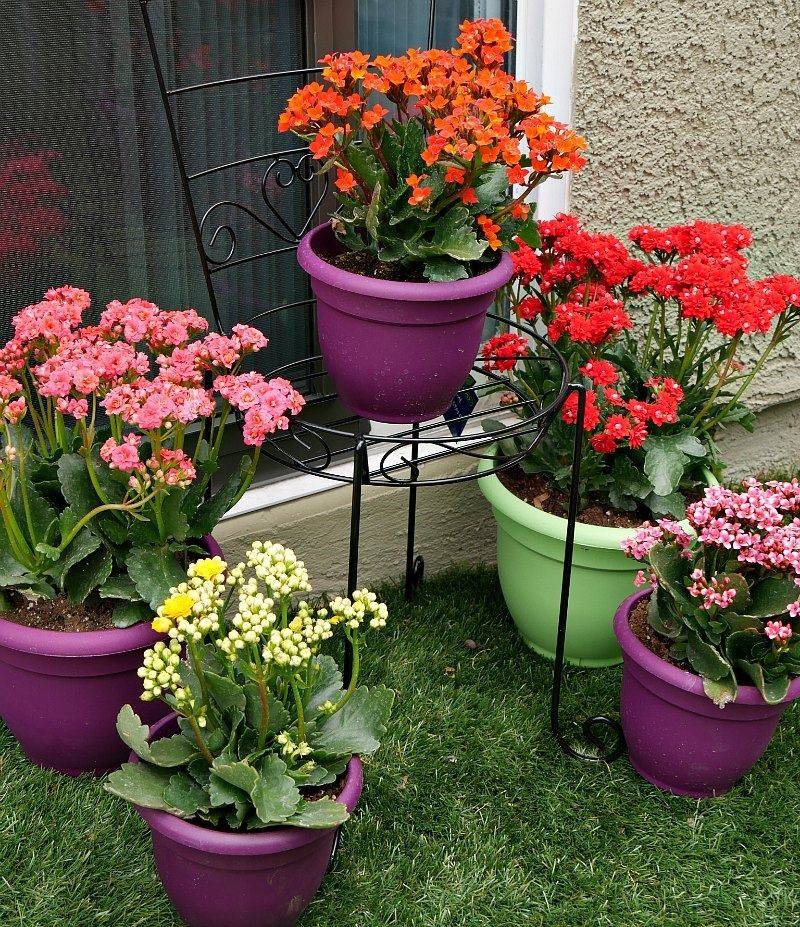 English Cottage Gardens Caan Group Inc General