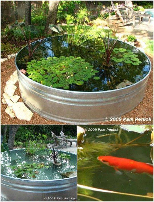 A Tiny Water Garden