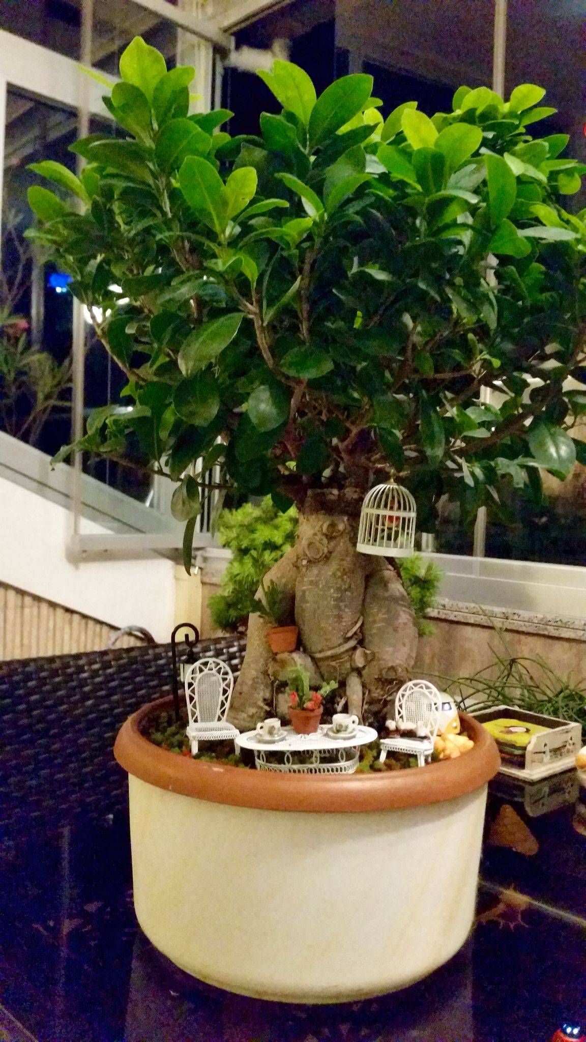 Fantastic Bonsai Garden Ideas