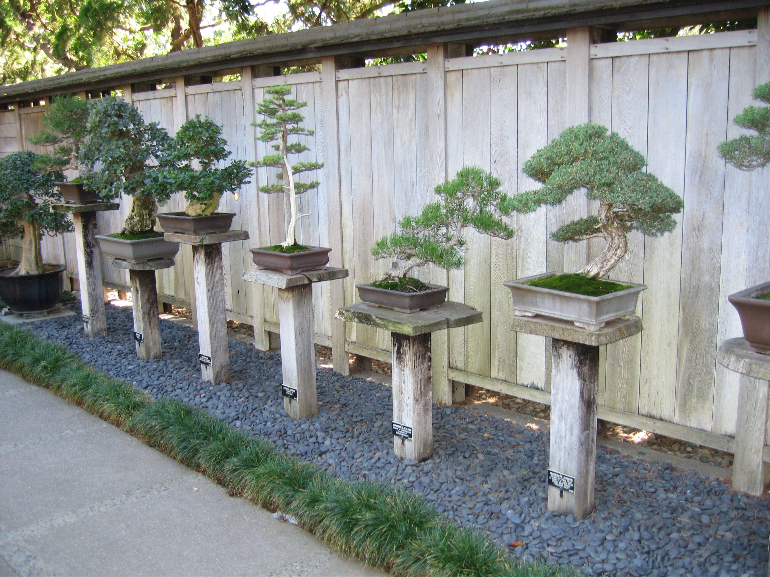 A Bonsai Garden