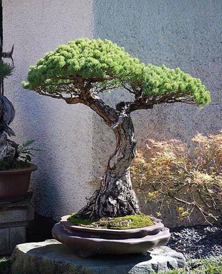 The Huntington Library Botanical Gardens