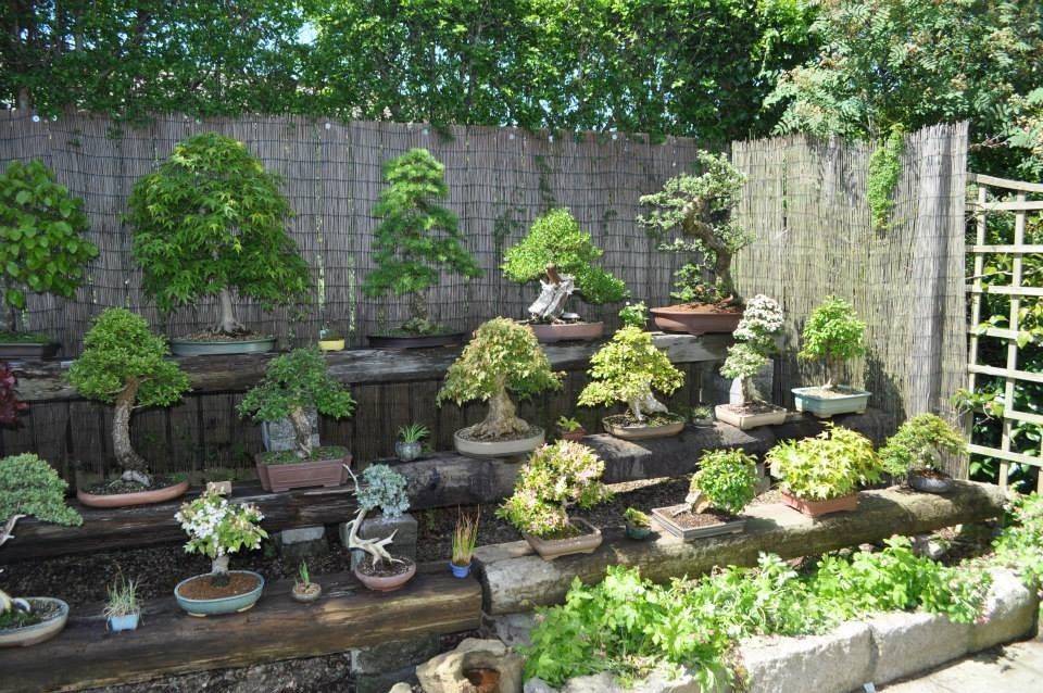 Bonsai Garden Design Bonsai Empire