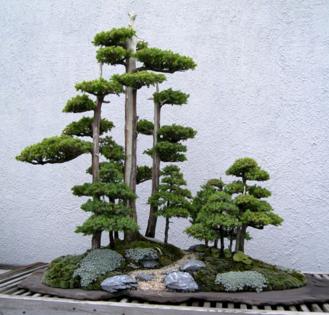 Bonsai Rock Zen Garden