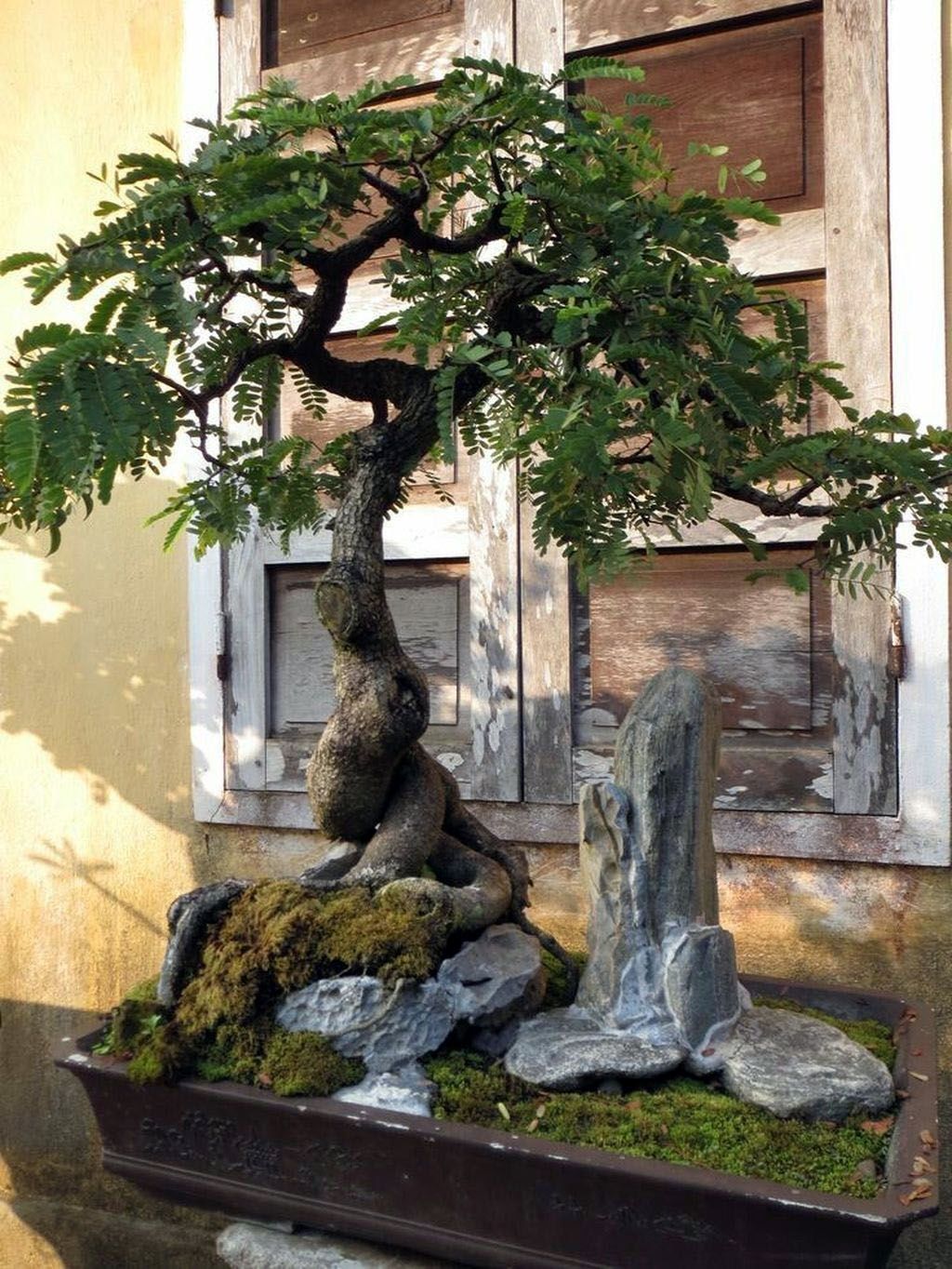 Bonsai Rock Zen Garden