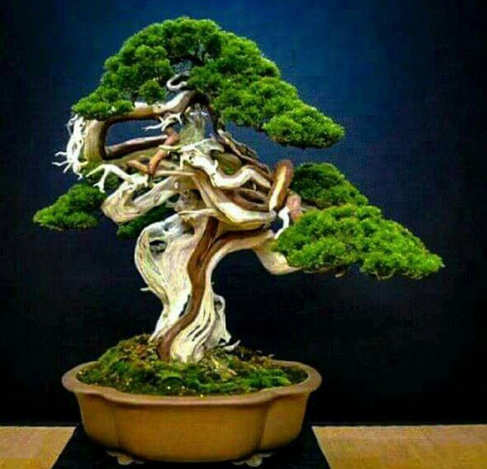 Japanese Garden Design