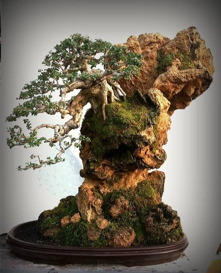 Bonzai Tree