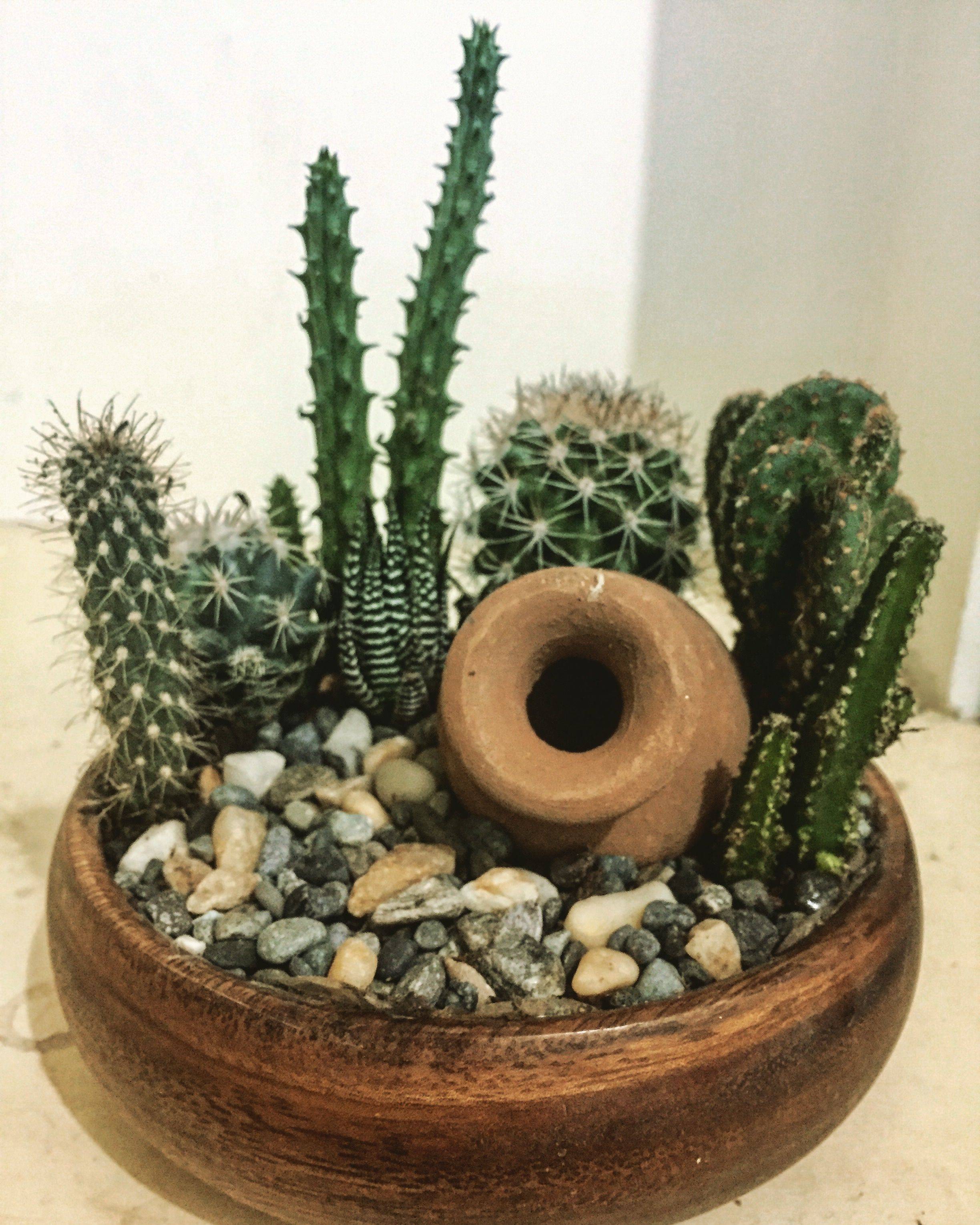Interior Decorations Mini Cactus
