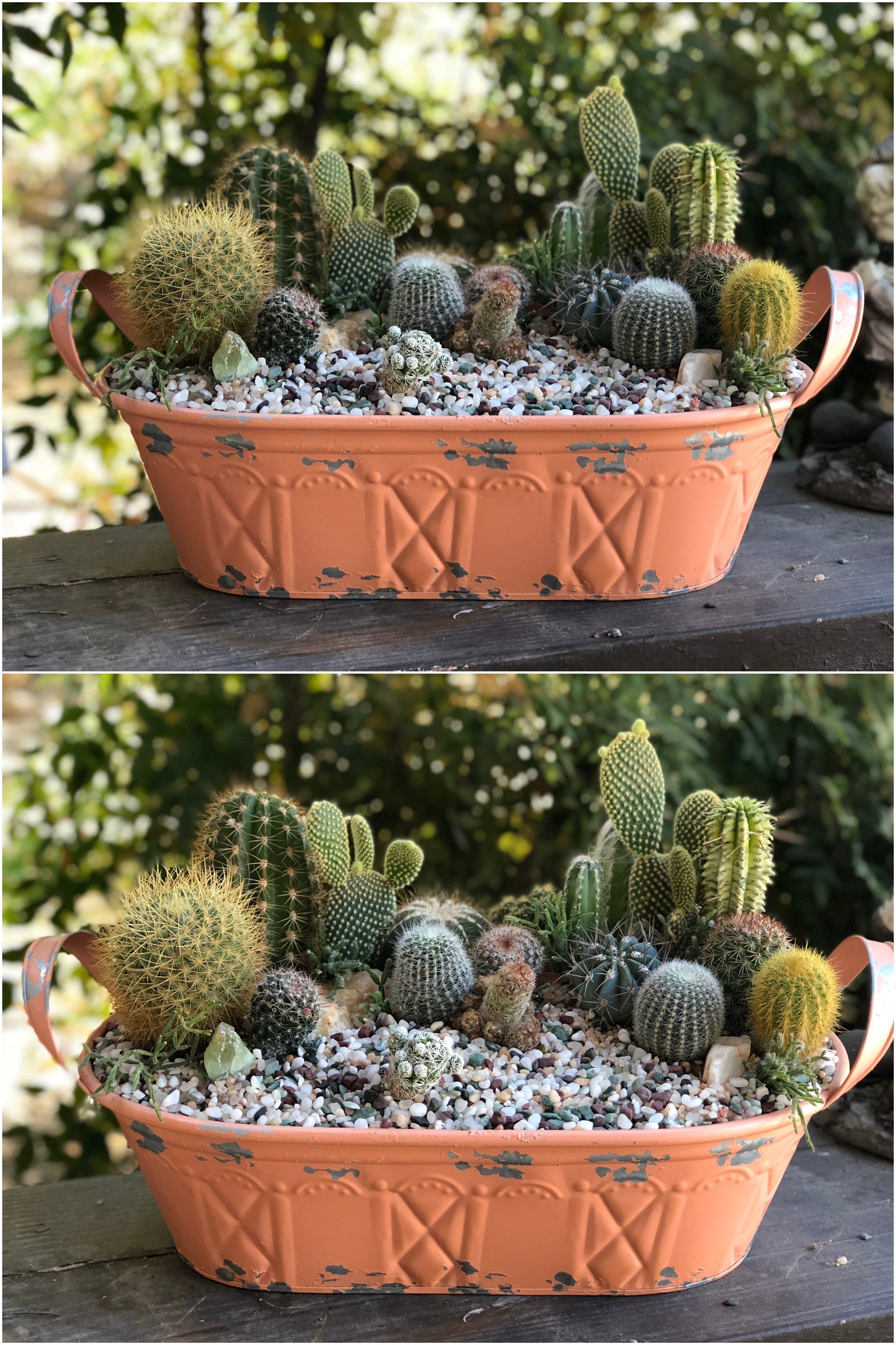 Beautiful Cactus Garden Ideas