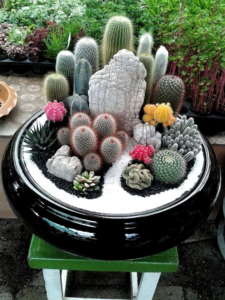 Mini Cactus Garden Sagrada Famlia