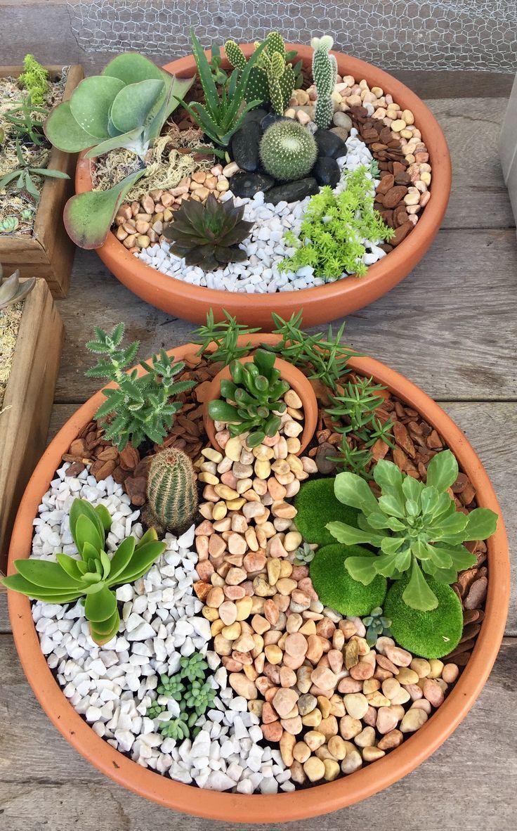 Mini Cactus Gardens