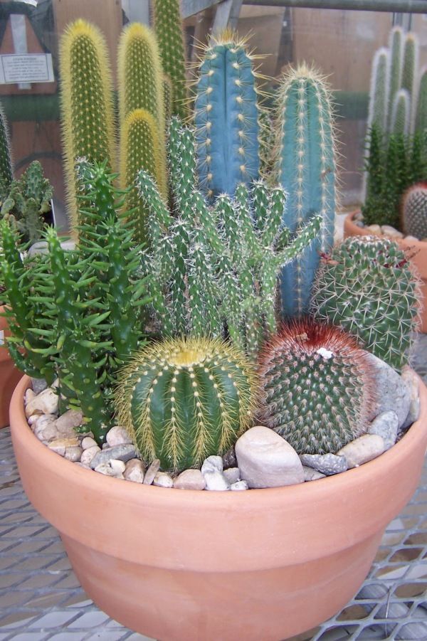 Mini Cactus Gardens